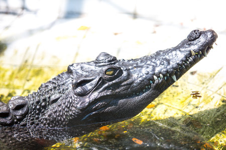 crocodile with mouthの写真素材
