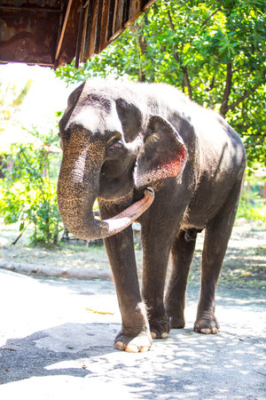 elephant in the zooの写真素材