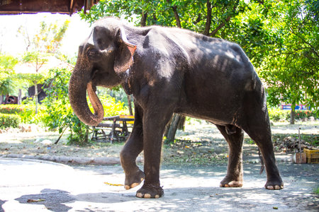 elephant in the zooの写真素材