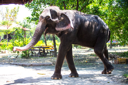 elephant in the zooの写真素材