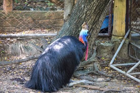 bird in zooの写真素材