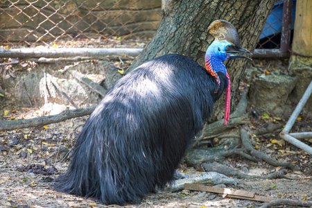 bird in zooの写真素材