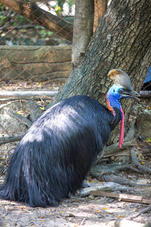 bird in zooの写真素材