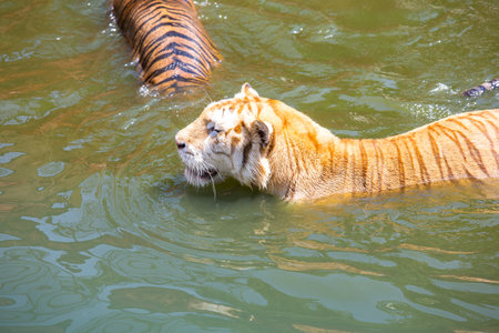 tiger in waterの写真素材