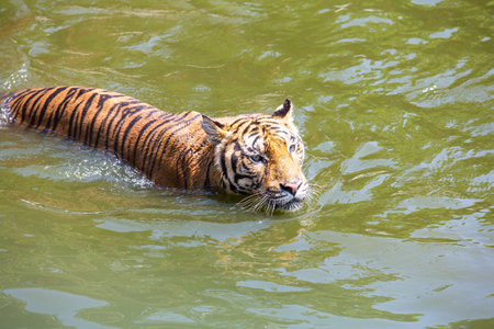tiger in waterの写真素材