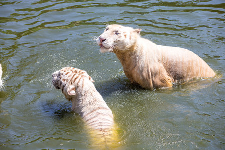 tiger in waterの写真素材