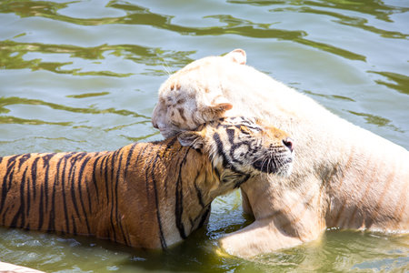 tiger in waterの写真素材