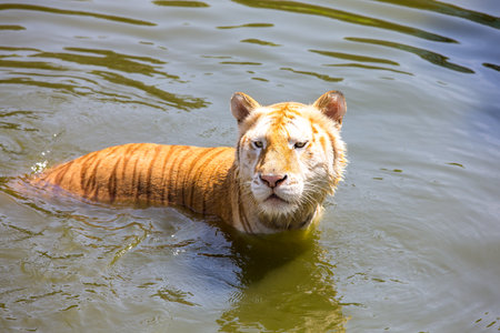 tiger in waterの写真素材