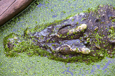 crocodileの写真素材