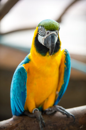 blue and yellow macawの写真素材