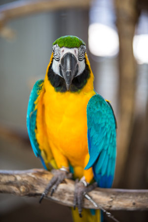 blue and yellow macawの写真素材