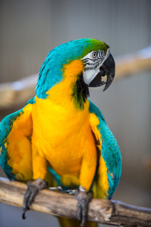 blue and yellow macawの写真素材