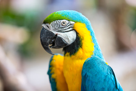 blue and yellow macawの写真素材