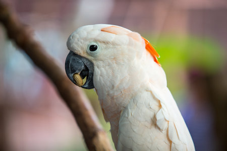 bird of preyの写真素材