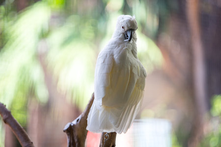 bird of preyの写真素材
