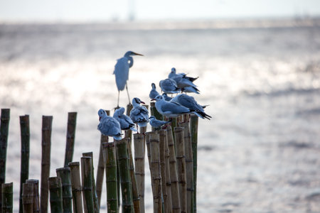 seagull on postの写真素材