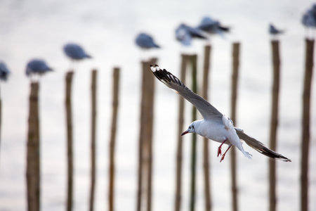 seagull in flightの写真素材