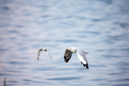 seagull in flightの写真素材