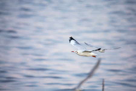 seagull in flightの写真素材