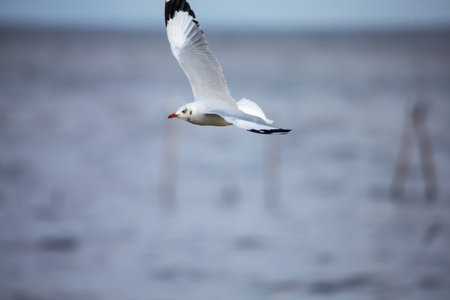 seagull in flightの写真素材
