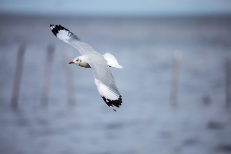 seagull in flightの写真素材