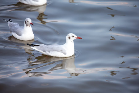 seagull on waterの写真素材