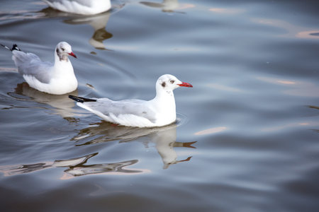 seagull on waterの写真素材