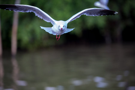 seagull in flightの写真素材