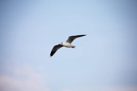 seagull in flightの写真素材