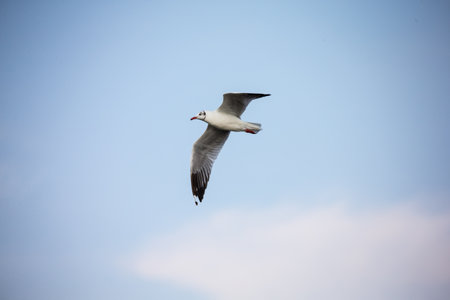seagull in flightの写真素材