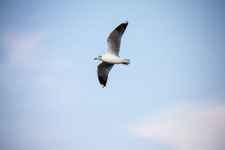 seagull in flightの写真素材