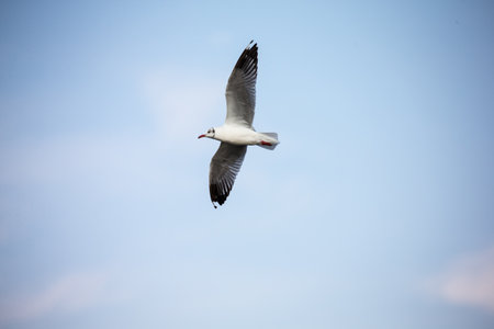 seagull in flightの写真素材