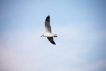 seagull in flightの写真素材