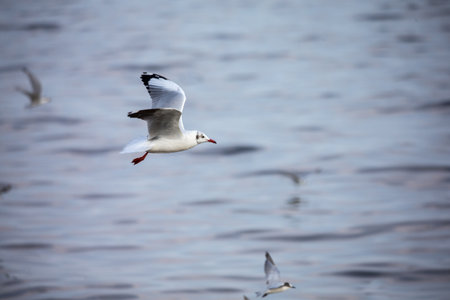 seagull in flightの写真素材