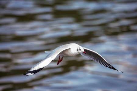 seagull in flightの写真素材