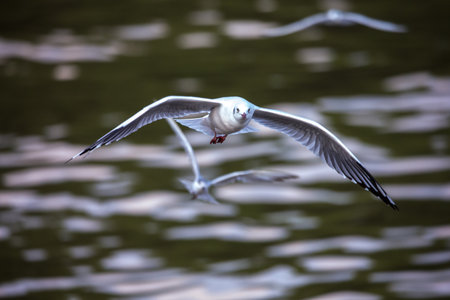 seagull in flight