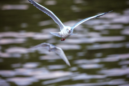 seagull in flightの写真素材