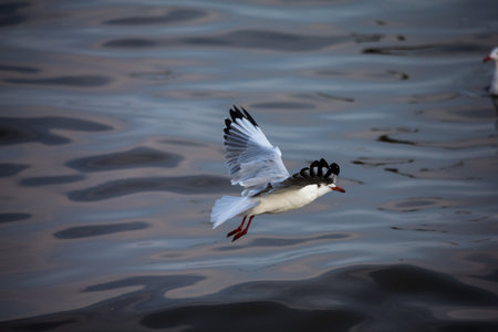 seagull in flightの写真素材