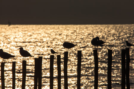A bird standing on a wooden pole during a sunset by the sea.の写真素材