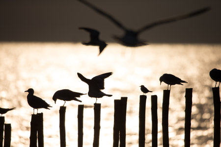 A bird standing on a wooden pole during a sunset by the sea.の写真素材