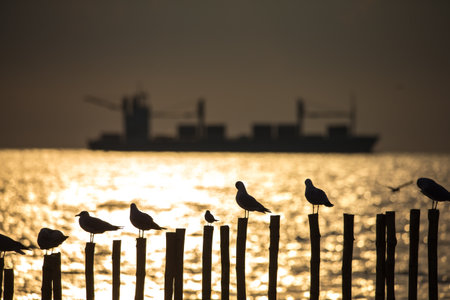 A bird standing on a wooden pole during a sunset by the sea.の写真素材