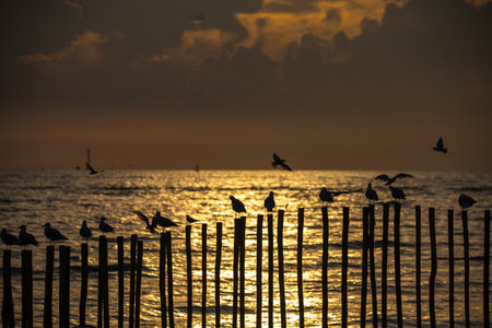 A bird standing on a wooden pole during a sunset by the sea.の写真素材