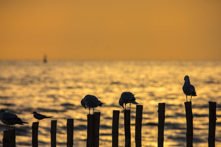 A bird standing on a wooden pole during a sunset by the sea.の写真素材