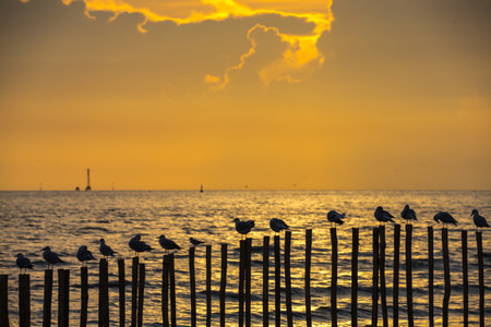 A bird standing on a wooden pole during a sunset by the sea.の写真素材