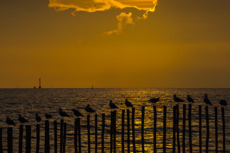 A bird standing on a wooden pole during a sunset by the sea.の写真素材