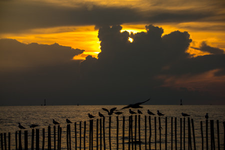 A bird standing on a wooden pole during a sunset by the sea.の写真素材