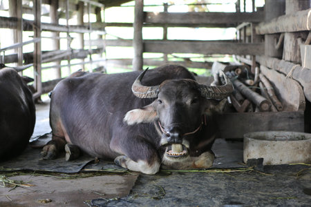 buffaloの写真素材