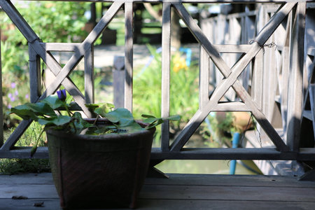 flowers in a potの写真素材