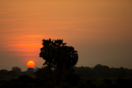 tree at sunset
