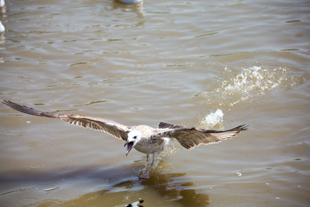 Seagull at Bangpoo, Thailandの写真素材